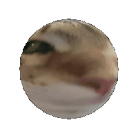 Cat Orb
